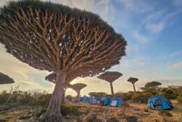 Socotra_2025 (43/76)